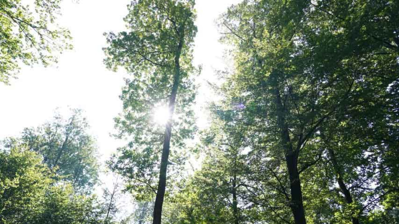 PLANT-MY-TREE-Waldstück in Lüdenscheid