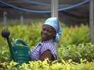 Plant-for-the-Planet - watering