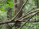 Loki Schmidt Stiftung-Ausgewuzelter Baum