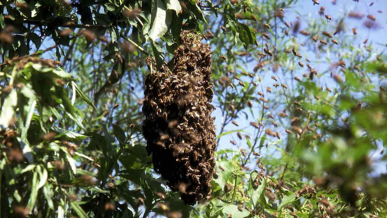 Mellifera-Bienenschwarm