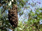 Mellifera-Bienenschwarm